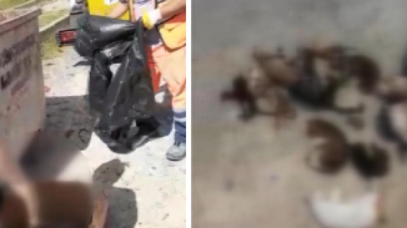 Küçükçekmece'de 16 kedinin cansız bedeni çöp konteynerinde bulundu: Sosyal medya ayaklandı!