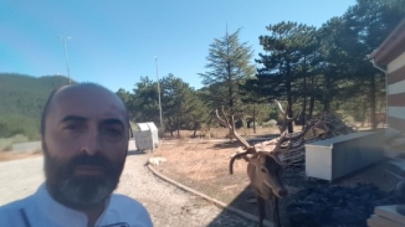 Kızıl geyik,  Spil Dağı'ndaki restoranın "müdavimi" oldu