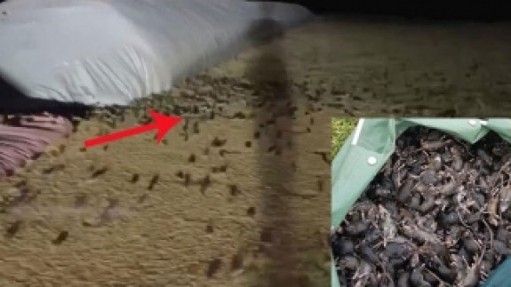 Avustralya'da fare istilası: Milyonlarca fare kentleri esir aldı