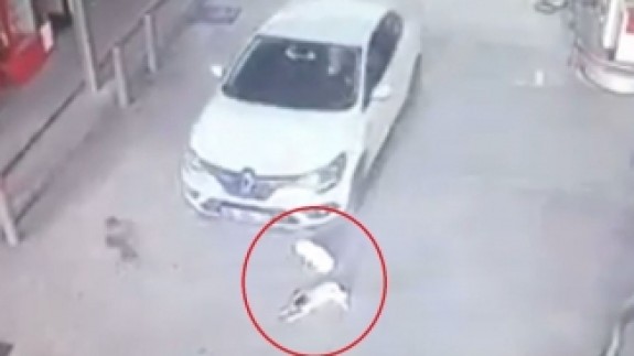 Cani sürücü kamerada: İki köpeği ezip yoluna devam etti