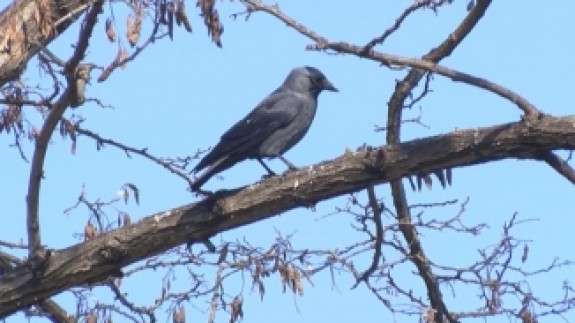 "Allah-u ekber" diyen kargayı duyanlar kulaklarına inanamıyor