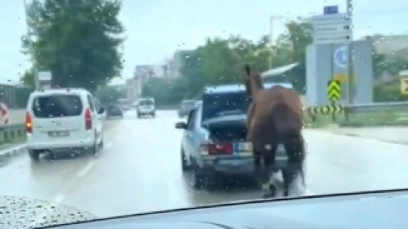 Bursa'da tepki çeken görüntü! Atı aracın arkasına bağlayıp kilometrelerce koşturdular