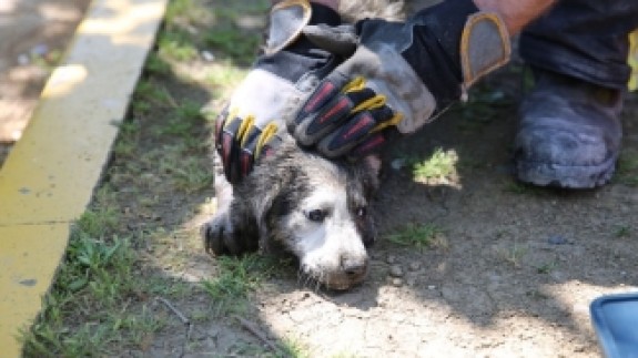 Anne köpek uyardı,  Kocaeli itfaiyesi kurtardı