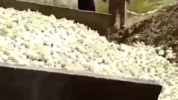 Yüz binlerce civciv canlı canlı gömüldü!