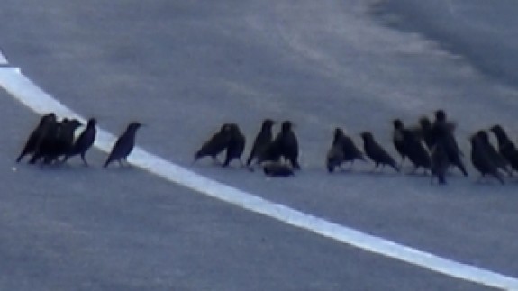 Aracın çarparak telef ettiği kuşun başından ayrılmadılar