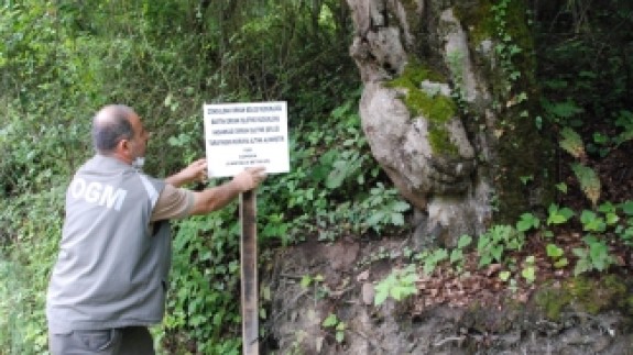 Bartın'daki ilginç ağaca bakan bir daha bakıyor