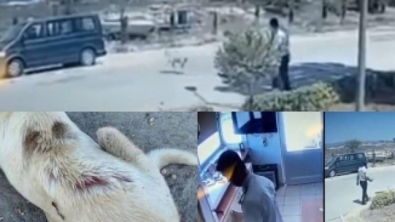 Bunu yapan insan olamaz! Ocakta ısıttığı sıcak suyu uyuyan köpeğinin üzerine böyle döktü!