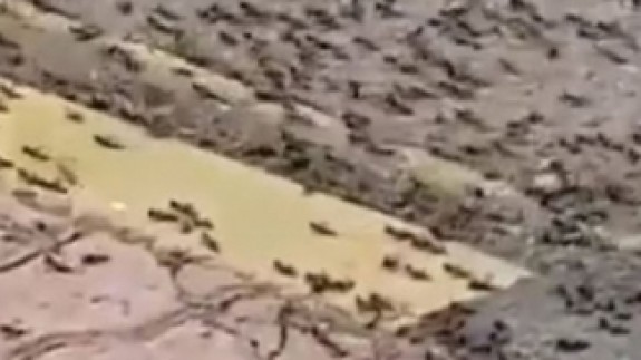 Karınca istilası nerede? Çekirgeden sonra şimdi de karınca istilası!