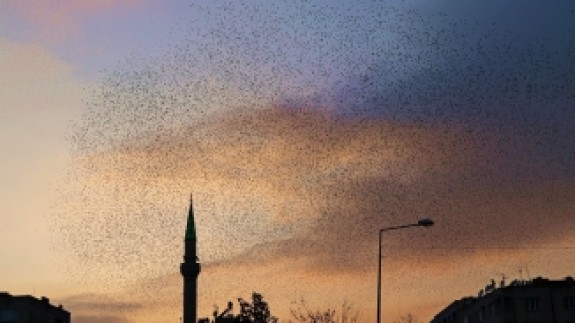 Manisa'da sığırcık kuşlarının gökyüzünde dansı ilgi çekti