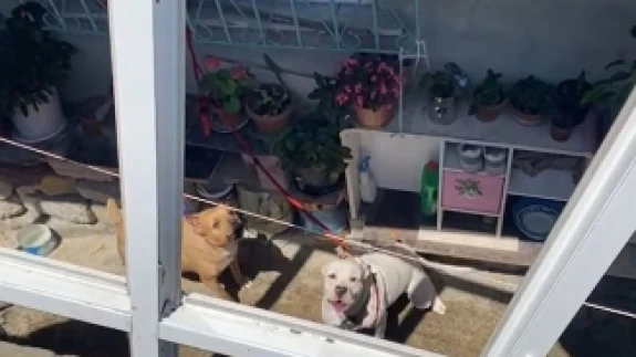 Pitbulllar dehşet saçtı! 16 yaşındaki kız ağır yaralandı