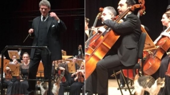 CRR'nin müzik tutkunu kedileri hiçbir etkinliği kaçırmıyor