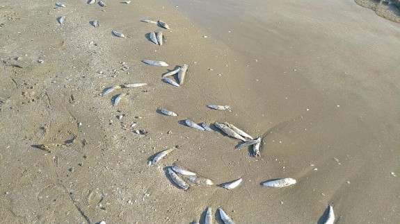 Kıyıya vuran bir balık,  kuşlar tarafından böyle kurtarıldı: Görüntüler izleyenlerin beğenisini topladı