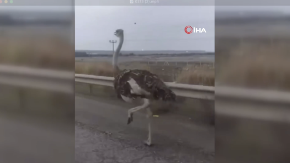 Çiftlikten kaçan deve kuşu,  sürücülere zor anlar yaşattı.