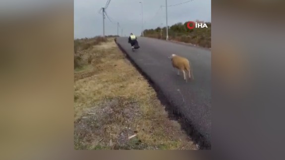 Temizlik işçilerini kovalayan koç yüzleri gülümsetti