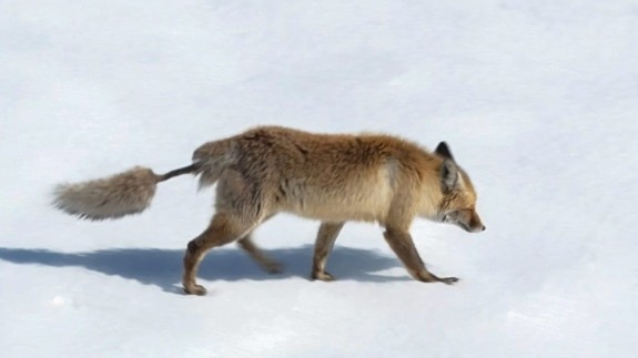 Kızıl tilki ilginç kuyruğu ile dikkat çekti