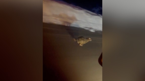 Kastamonu'da Yola İnerek Panikleyen Vaşak Kameralara Yakalandı