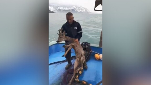 Köpeklerin saldırısından kaçarken denize düşen karaca balıkçılar tarafından kurtarıldı