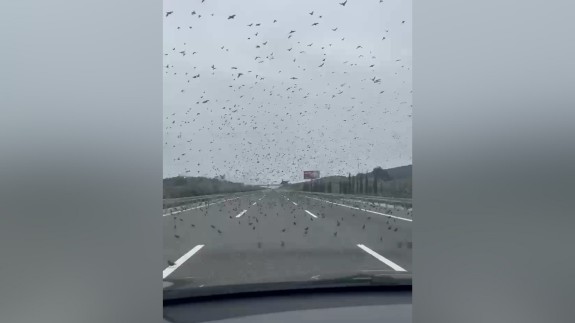 Yüzlerce sığırcık soğuk hava sebebiyle otoban üzerine kondu