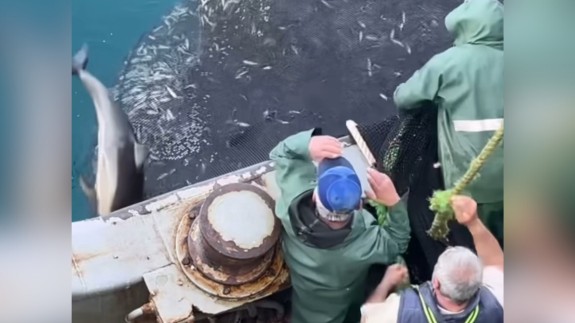 Sinop'ta balıkçıların ağına takılan yunuslar yeniden özgürlüklerine kavuşturuldu