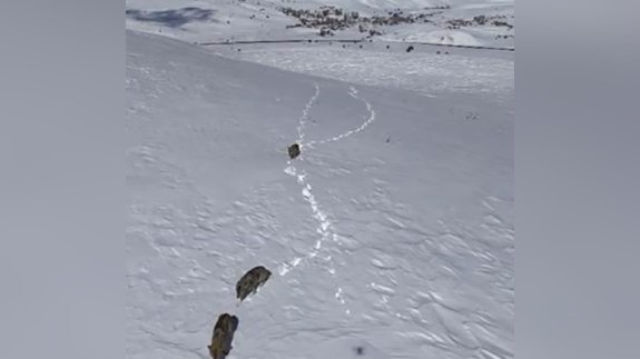 Kurt sürüsü,  kar üstünde yiyecek ararken görüntülendi