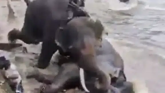 Hindistan’da fil kavgası faciaya sebep oldu: 1 turist öldü