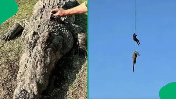 Selde kaybolan iş insanı dev timsahın midesinden çıktı