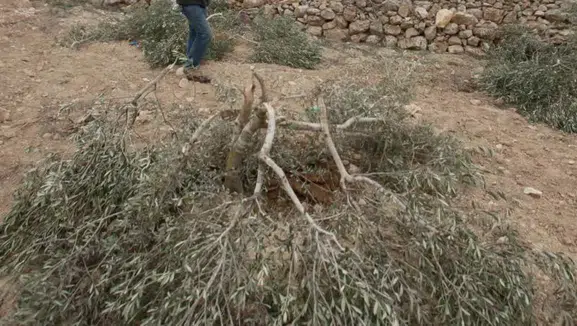 İsrail'den zeytin hasadı yapan Filistinlilere saldırı: 2 kişi yaralı