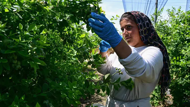 'Süper meyve' için 14 ülke Türkiye'nin kapısında sıraya girdi: İhracat rekoru bekleniyor