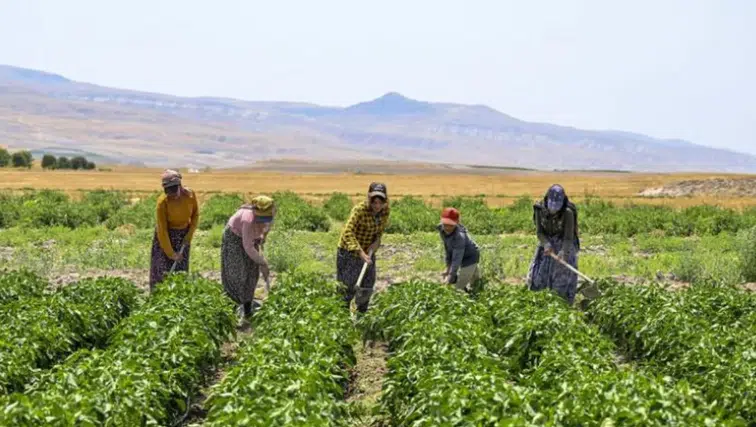 Bakanlık duyurdu! 2,9 milyon çiftçiye destek ödemesi