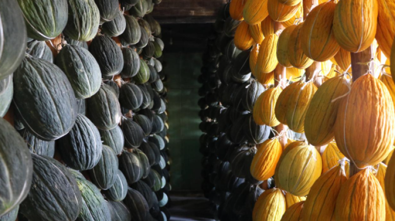 Kırkağaç Kavunu'na AB tescili