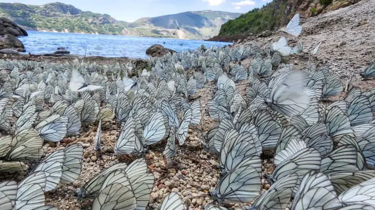 Nemrut Krater Gölü'nde büyüleyen manzara! Alıç kelebekleri görsel şölen oluşturdu