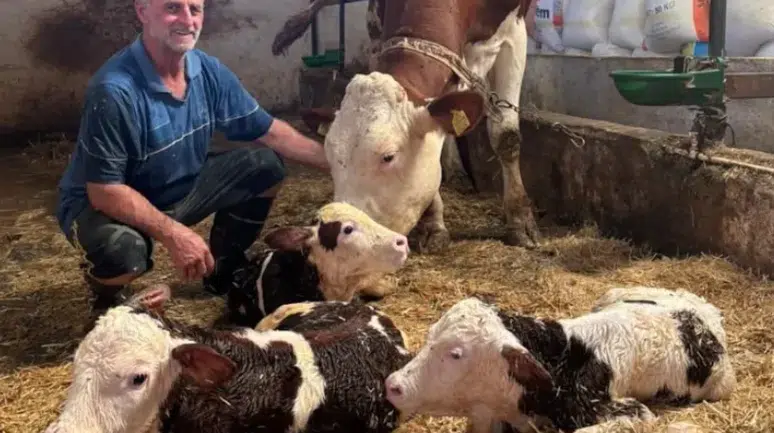 Kırklareli'nde bir inek üçüz buzağı dünyaya getirdi