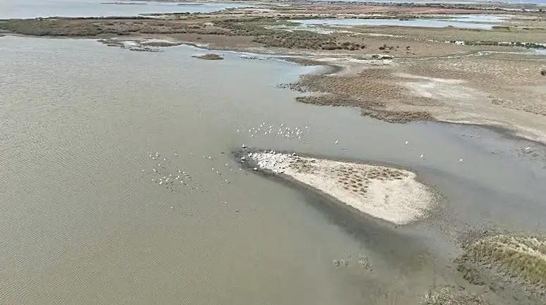 Bursa'da pelikanlar dronla havadan görüntülendi