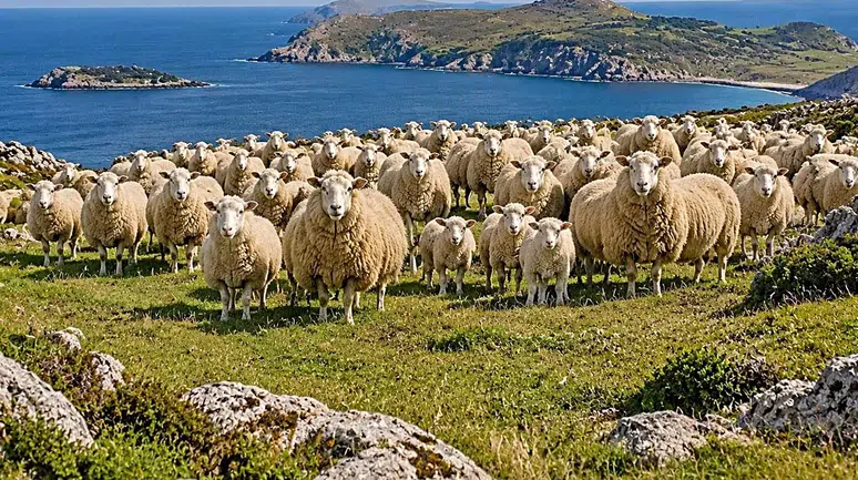 100 koyunla başladı, ekolojik krize dönüştü: Adayı kurtarmak için operasyon yapıldı