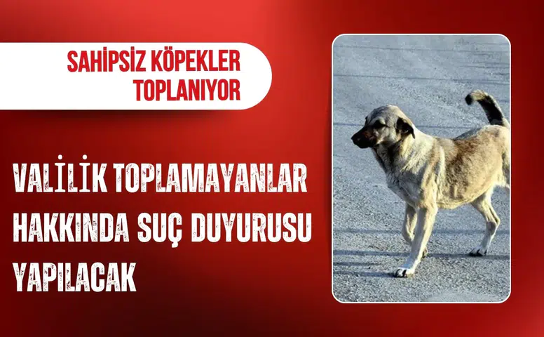 İstanbul Valiliği sahipsiz köpeklerin toplanması için düğmeye bastı! Toplamayanlar hakkında suç duyurusu yapılacak