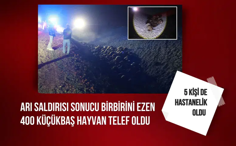 Arı saldırısı sonucu birbirini ezen 400 küçükbaş hayvan telef oldu