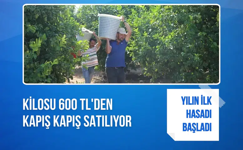 Yılın ilk hasadı başladı, kilosu 600 TL'den kapış kapış satılıyor