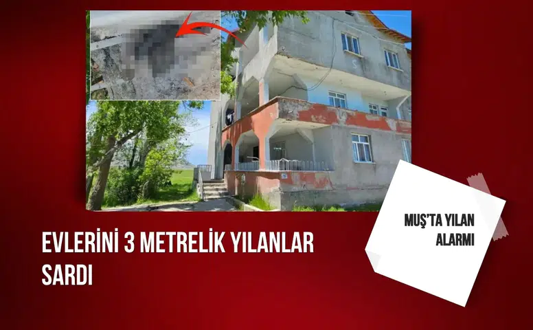 Muş’ta yılan alarmı: Evlerini 3 metrelik yılanlar sardı