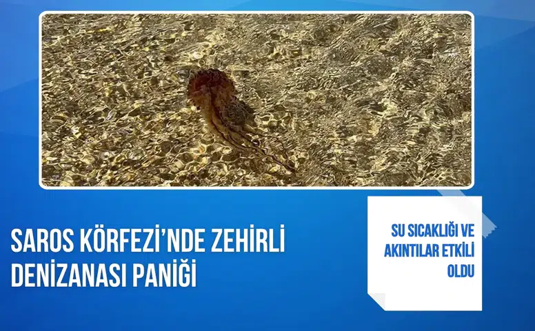 Saros Körfezi’nde zehirli denizanası paniği: Su sıcaklığı ve akıntılar etkili oldu