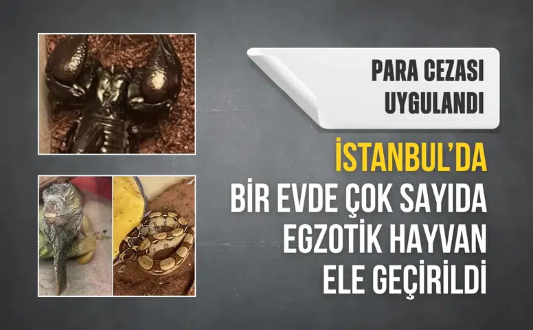 İstanbul’da bir evde çok sayıda egzotik hayvan ele geçirildi: Para cezası uygulandı