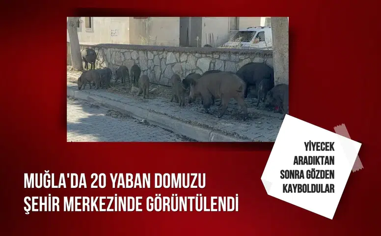 Muğla'da 20 yaban domuzu şehir merkezinde görüntülendi