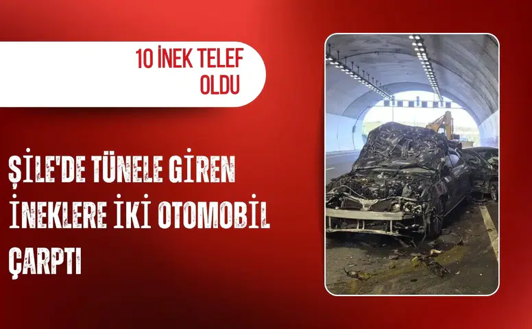Şile'de tünele giren ineklere iki otomobil çarptı: 10 inek telef oldu