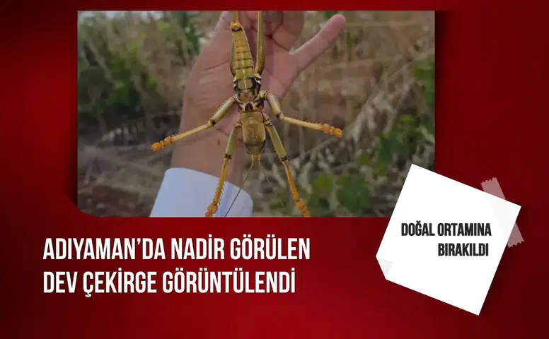 Adıyaman’da nadir görülen dev çekirge görüntülendi