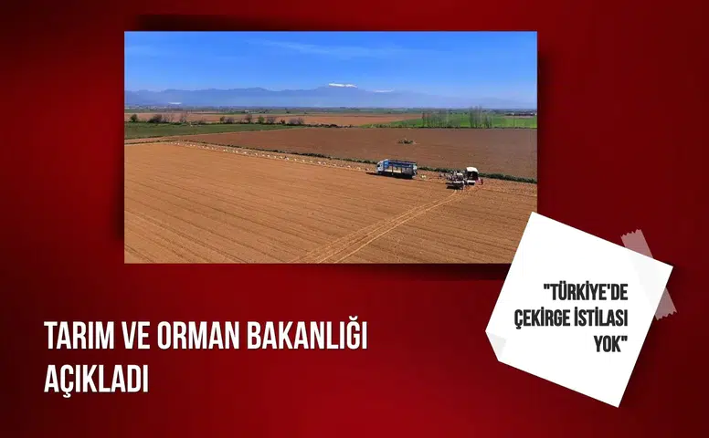 Tarım ve Orman Bakanlığı açıkladı: "Türkiye'de çekirge istilası yok"
