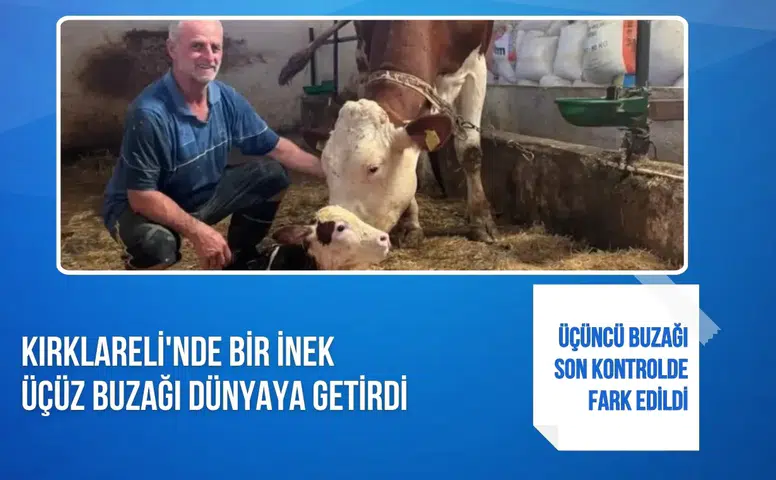 Kırklareli'nde bir inek üçüz buzağı dünyaya getirdi