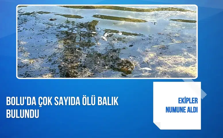Bolu'da çok sayıda ölü balık bulundu