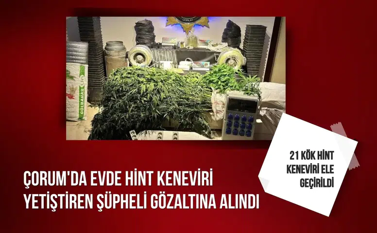 Çorum'da evde hint keneviri yetiştiren şüpheli gözaltına alındı