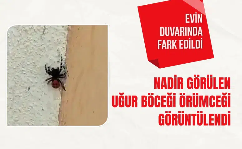 Bursa'da nadir görülen uğur böceği örümceği görüntülendi