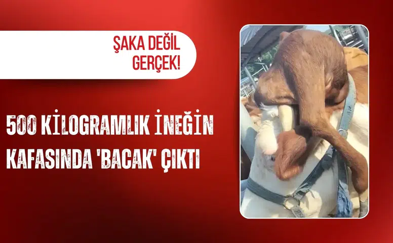500 kilogramlık ineğin kafasında 'bacak' çıktı