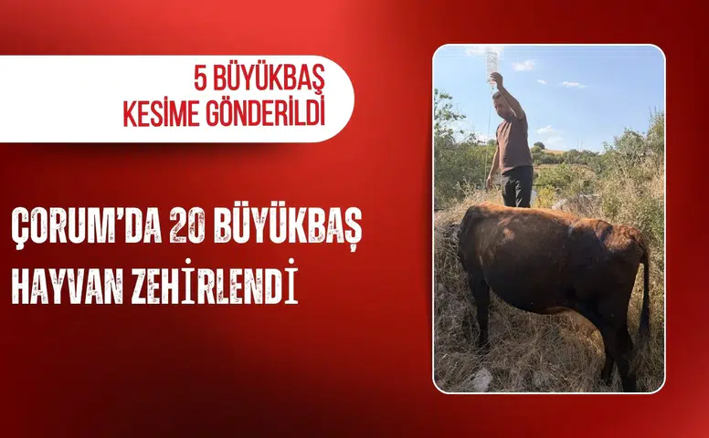 Çorum’da 20 büyükbaş hayvan zehirlendi: 5 büyükbaş kesime gönderildi